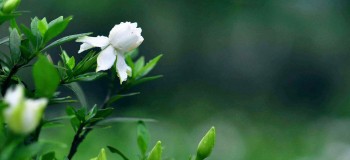 桅子花的季節 （雪蓮文字）